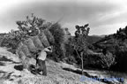 cevennes, divers, les gens,